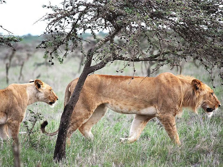 African safari with giraffes and Mount Kilimanjaro in the background – Kenya now open to UAE residents with eTA.