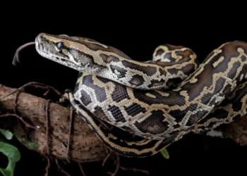 A Burmese python coiled in its natural habitat, symbolizing its powerful digestive abilities and bone-digesting adaptation.