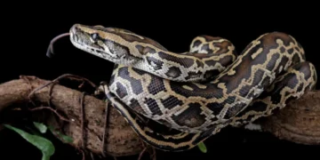 A Burmese python coiled in its natural habitat, symbolizing its powerful digestive abilities and bone-digesting adaptation.