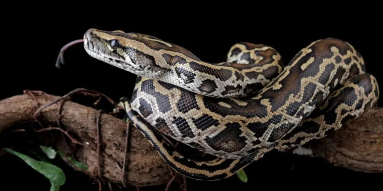 A Burmese python coiled in its natural habitat, symbolizing its powerful digestive abilities and bone-digesting adaptation.